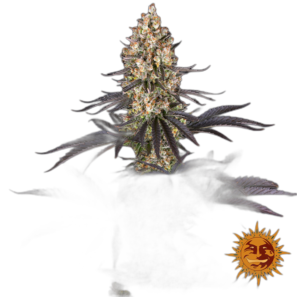 OG Kush — Barney’s Farm