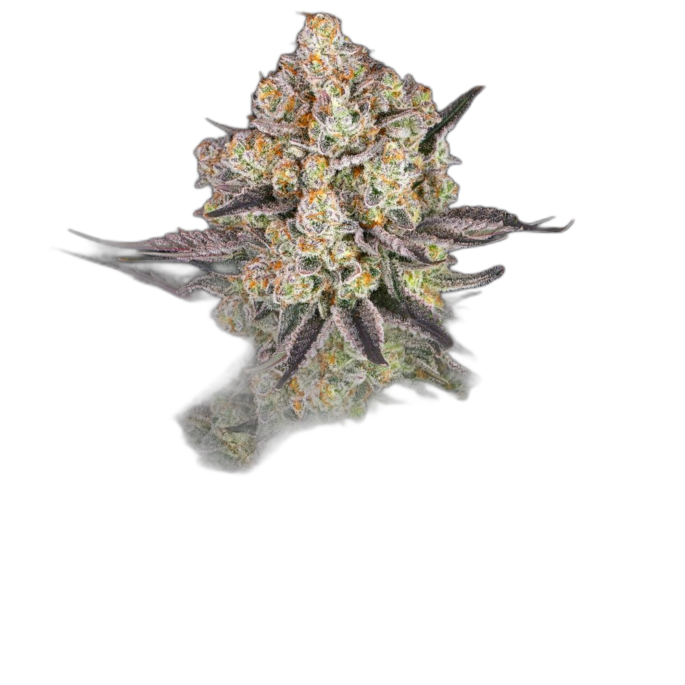 Runtz — Barney’s Farm