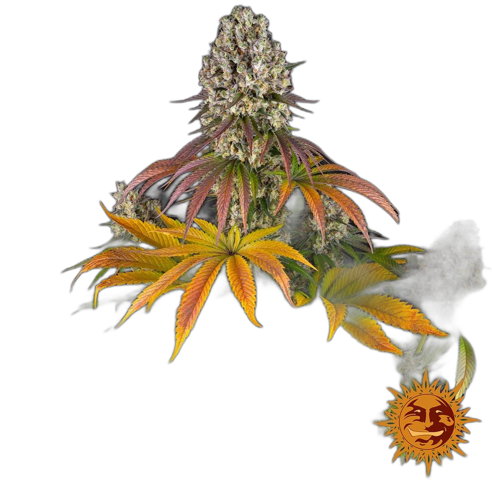 Sour Diesel — Barney’s Farm