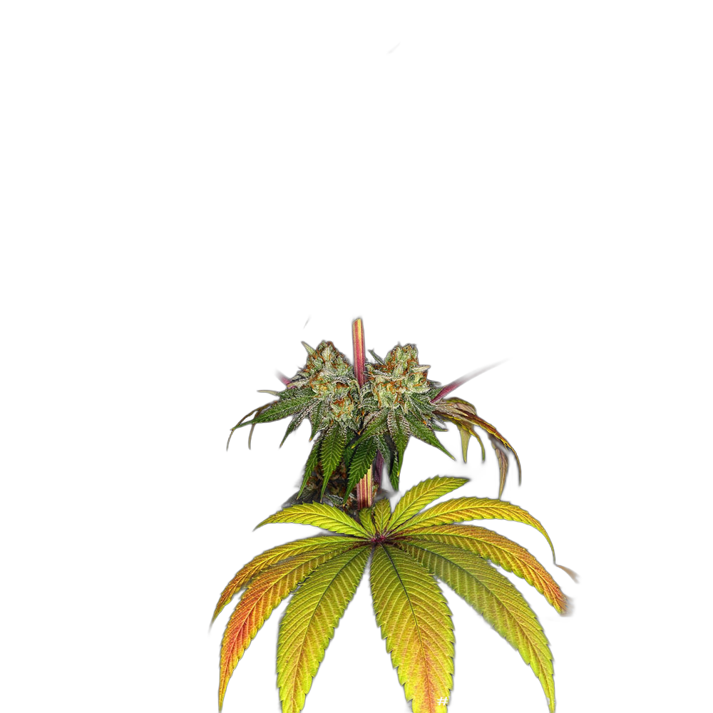 Wedding Cake — Barney’s Farm
