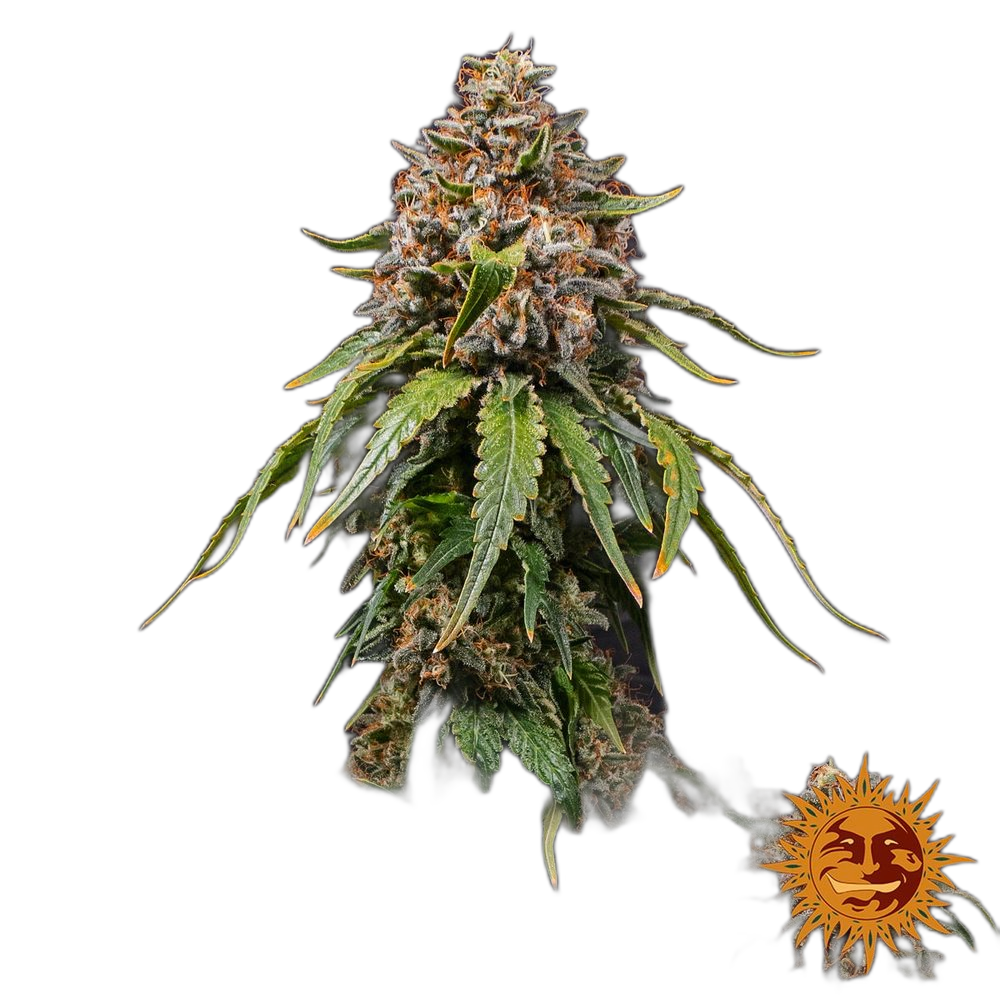 White Widow XXL — Barney’s Farm